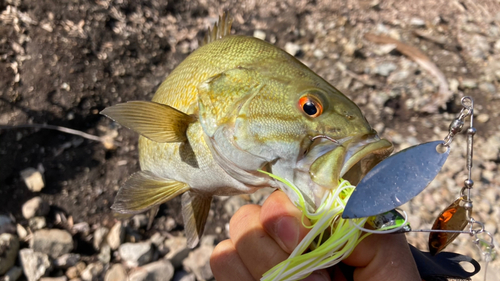 スモールマウスバスの釣果