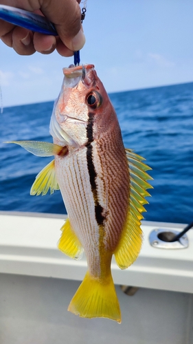 ヨコスジフエダイの釣果