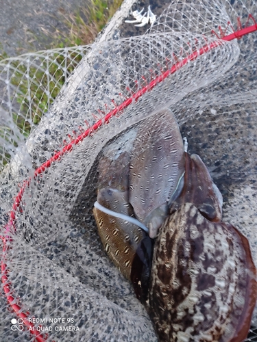 モンゴウイカの釣果