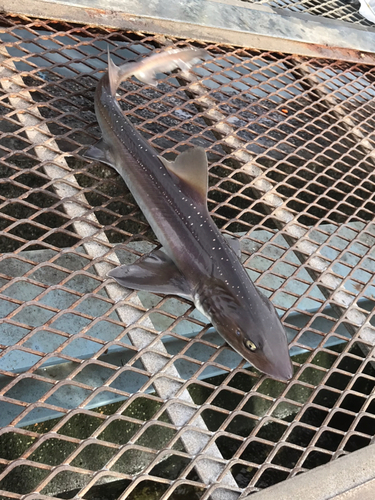 ホシザメの釣果