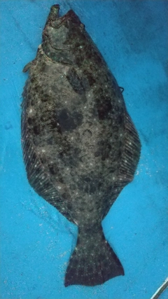 ヒラメの釣果