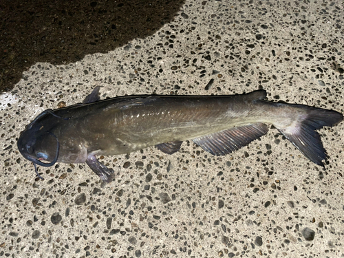 アメリカナマズの釣果