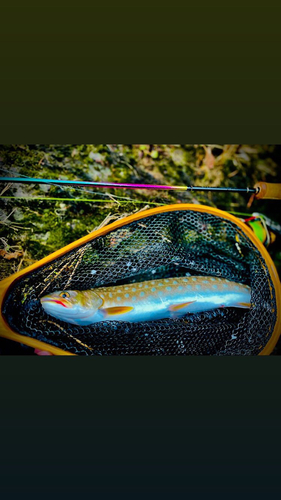 アメマスの釣果