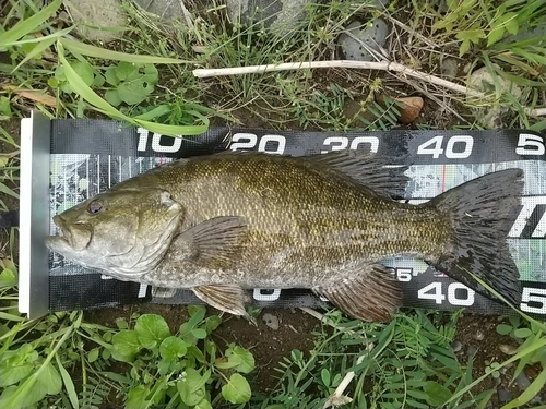 スモールマウスバスの釣果