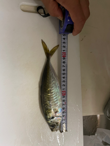 アジの釣果