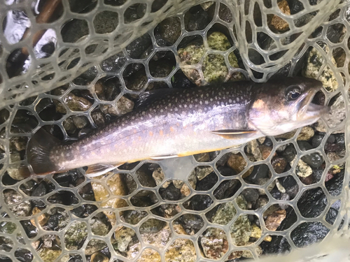 イワナの釣果