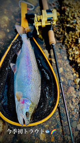 ニジマスの釣果