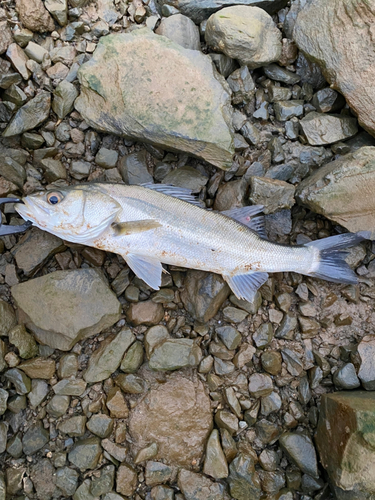 スズキの釣果