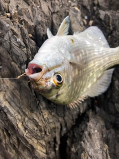 イスズミの釣果