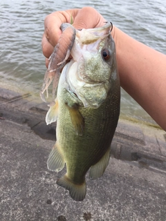 ラージマウスバスの釣果