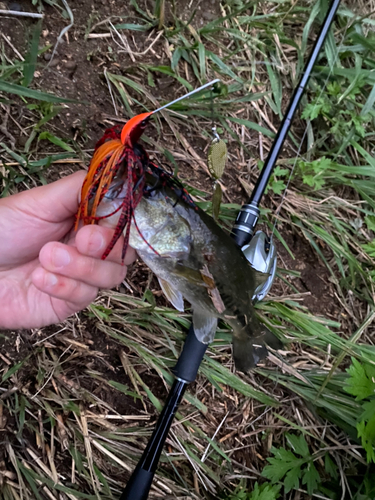 ブラックバスの釣果