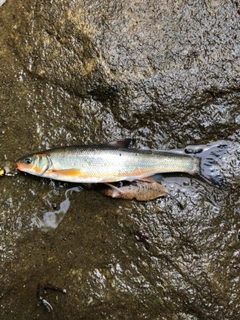 ウグイの釣果