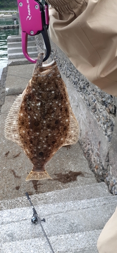 ヒラメの釣果