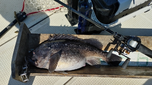 クロソイの釣果