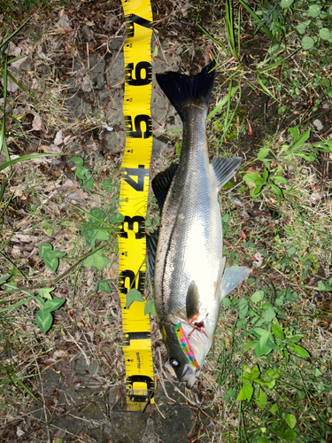 シーバスの釣果