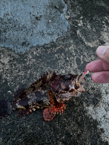 カサゴの釣果