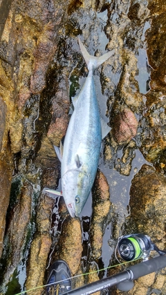 ブリの釣果