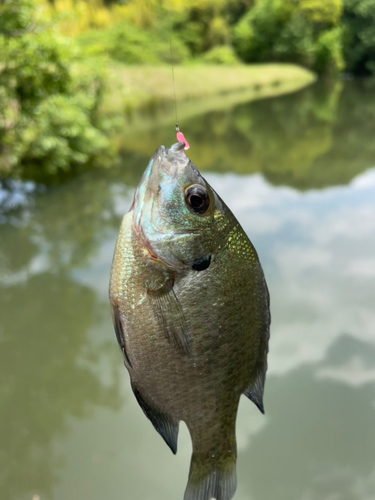 ブルーギルの釣果