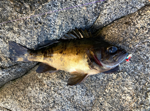 クロメバルの釣果