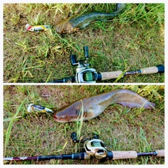 ナマズの釣果