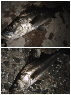 シーバスの釣果