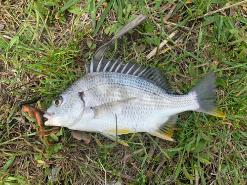 キビレの釣果