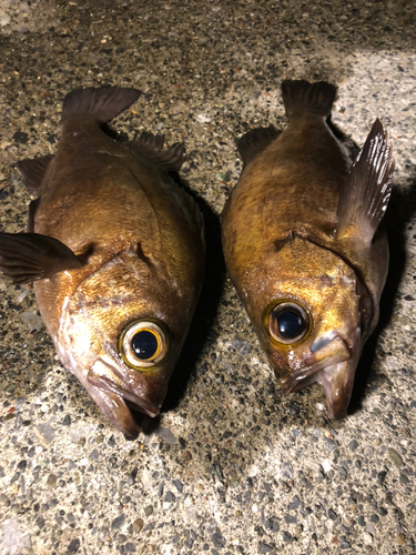 メバルの釣果