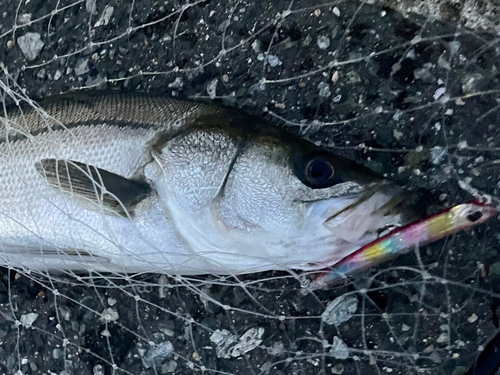 セイゴ（マルスズキ）の釣果