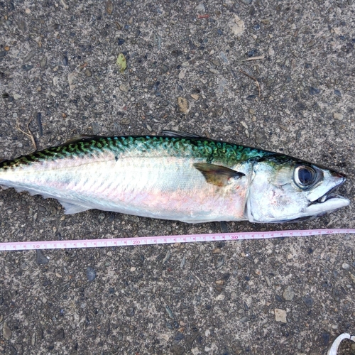 サバの釣果