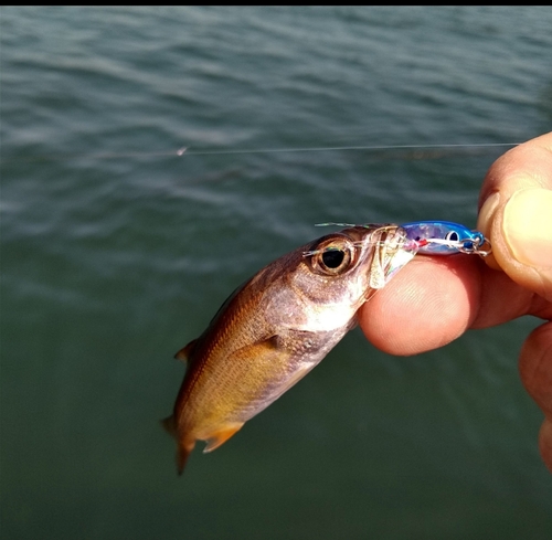 ムツの釣果