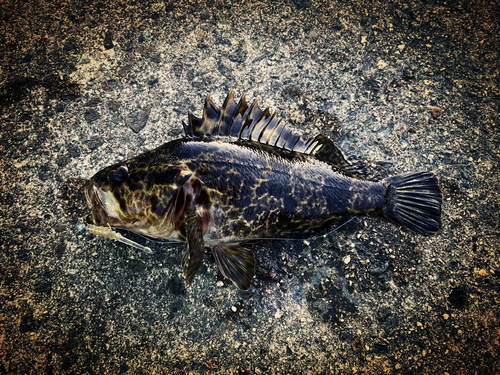 タケノコメバルの釣果