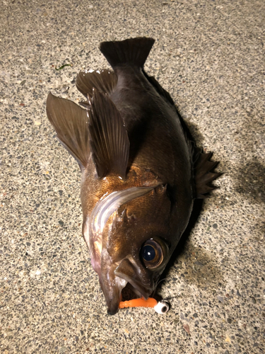 メバルの釣果