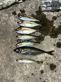 アジの釣果