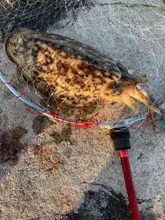 コウイカの釣果