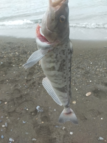 ホッケの釣果