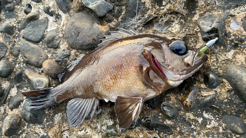 メバルの釣果