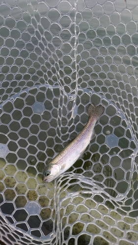 ニジマスの釣果