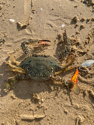 ワタリガニの釣果