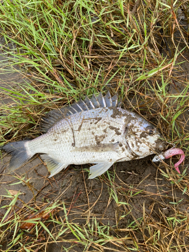 キビレの釣果