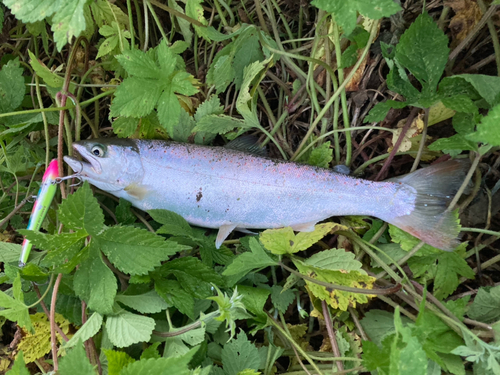 ニジマスの釣果