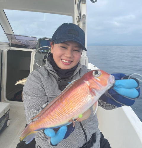 アマダイの釣果