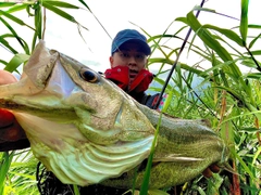 スズキの釣果