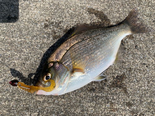 ウミタナゴの釣果