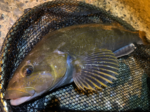 アイナメの釣果