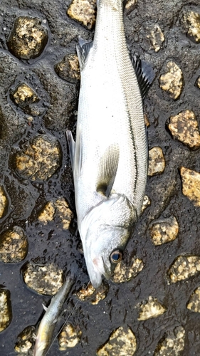 ヒラスズキの釣果