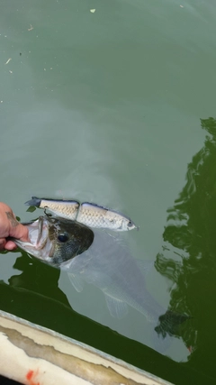 ブラックバスの釣果