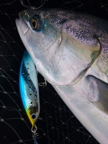 ハマチの釣果