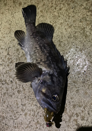 クロソイの釣果