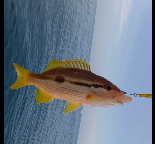 ヨコスジフエダイの釣果