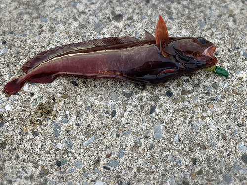 ドンコの釣果